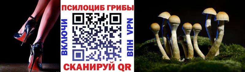 Псилоцибиновые грибы Cubensis  Чадан 